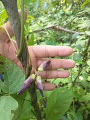 Mucuna pruriens