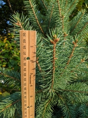 Picea glauca