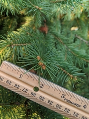 Picea glauca