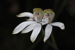 Caladenia gracilis