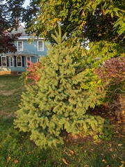 Picea glauca