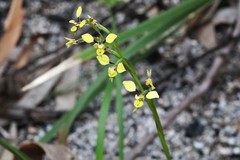 Diuris abbreviata