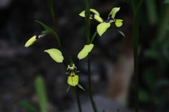Diuris abbreviata
