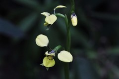 Diuris abbreviata