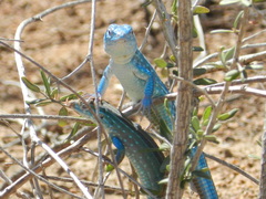 Cnemidophorus splendidus