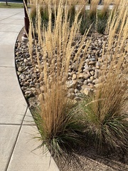 Calamagrostis × acutiflora