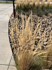 Calamagrostis × acutiflora