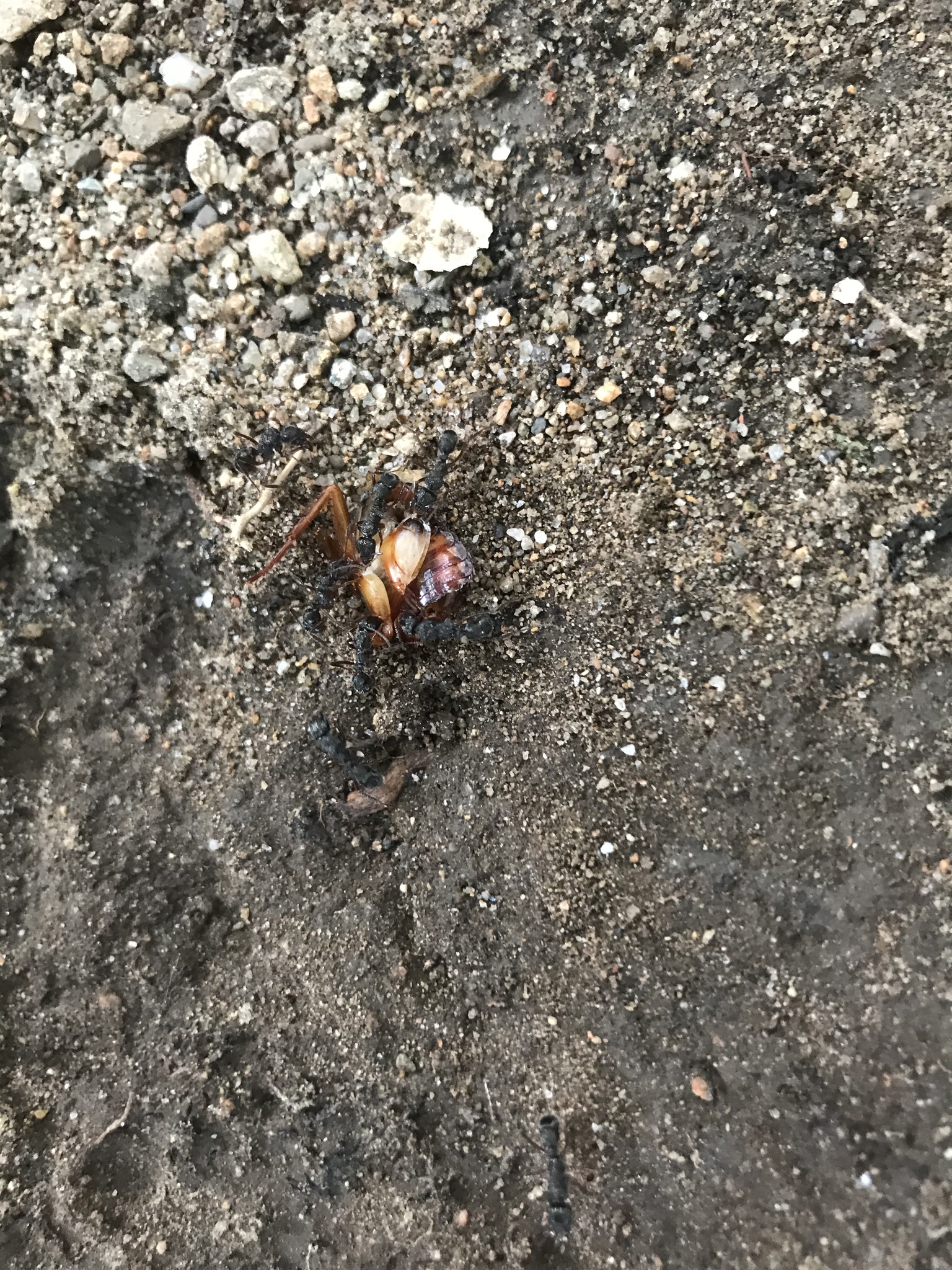 Ectatomma ruidum