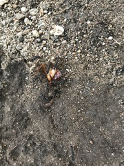 Ectatomminae