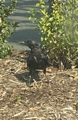 Corvus brachyrhynchos
