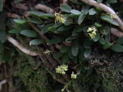 Platystele minimiflora