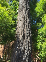 Eucalyptus paniculata