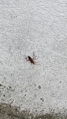 Leptoglossus occidentalis