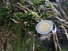 Platystele minimiflora