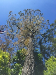 Eucalyptus paniculata