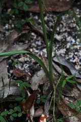 Diuris abbreviata