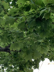 Acer platanoides