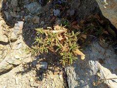 Diplacus clevelandii