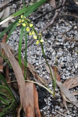 Diuris abbreviata