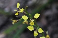 Diuris abbreviata