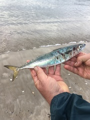 Scomber australasicus