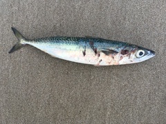 Scomber australasicus