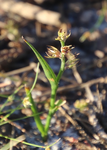 Wurmbea monopetala (Wurmbea monopetala)
