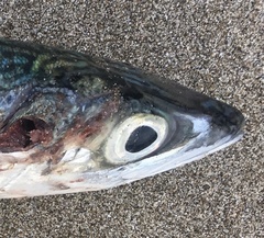 Scomber australasicus