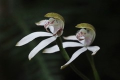 Caladenia gracilis