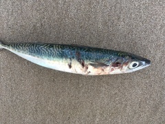 Scomber australasicus