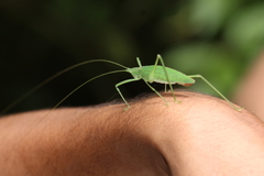 Scopiorinus fragilis