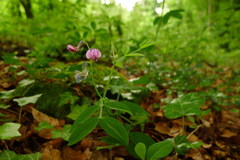 Lathyrus linifolius montanus
