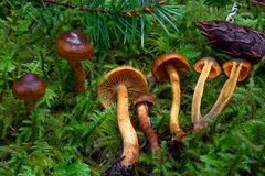 Cortinarius aurantiobasis