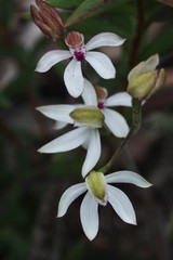 Caladenia gracilis
