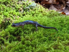 Plethodon punctatus