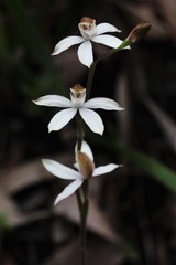 Caladenia gracilis