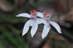 Caladenia gracilis