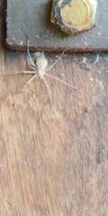 Hersiliidae