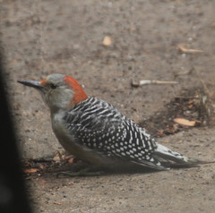 Melanerpes carolinus
