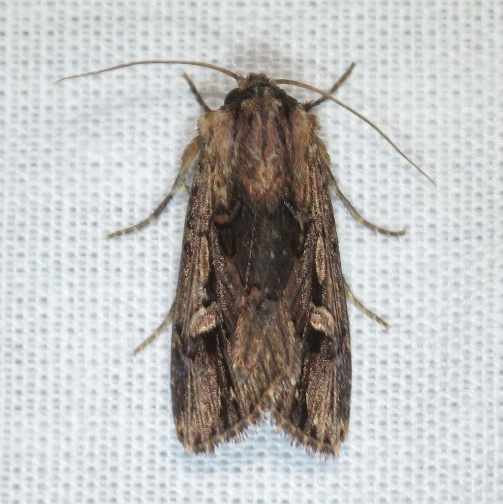 Dichagyris
