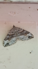 Xanthorhoe defensaria