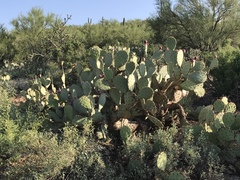 Opuntia engelmannii engelmannii