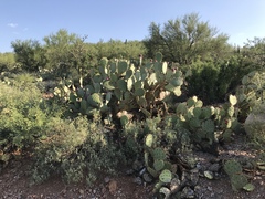 Opuntia engelmannii engelmannii