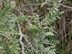 Sophora tetraptera