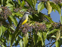 Tyrannus melancholicus