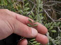 Sophora tetraptera