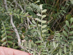 Sophora tetraptera