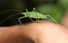 Scopiorinus fragilis