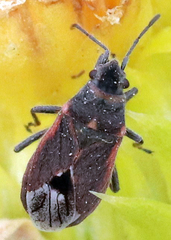 Lygaeospilus tripunctatus