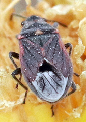 Lygaeospilus tripunctatus
